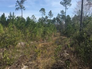 Timber Land for Sale in Millwood Plantation, GA