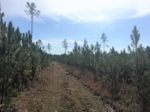 Timber Land for Sale in Millwood Plantation, GA