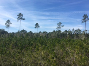 Timber Land for Sale in Millwood Plantation, GA