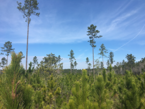 Timber Land for Sale in Millwood Plantation, GA